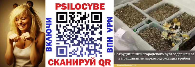 ОМГ ОМГ   Удомля  Галлюциногенные грибы мицелий 
